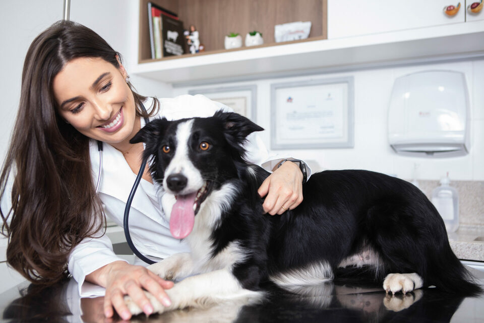 MÉDICA VETERINÁRIA | TAMARA PERIZZOLLO